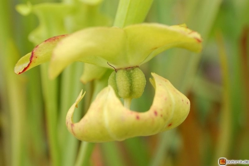 Sarracenia flava maxima -- Gelbe Schlauchpflanze 